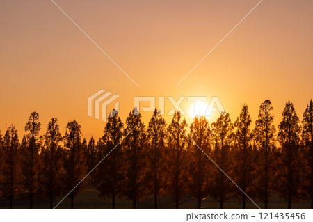 「埼玉縣」美麗的水杉與夕陽 121435456