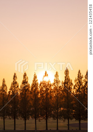 "Saitama Prefecture" Beautiful Metasequoia Tree Line and Sunset 121435458