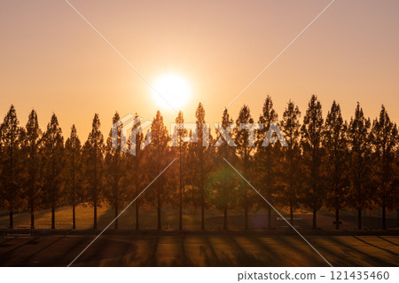 「埼玉縣」美麗的水杉與夕陽 「埼玉縣」美麗的水杉與夕陽 121435460