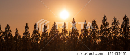 "Saitama Prefecture" Beautiful Metasequoia Tree Line and Sunset 121435461