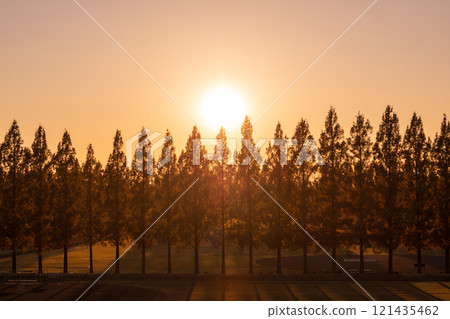 "Saitama Prefecture" Beautiful Metasequoia Tree Line and Sunset 121435462