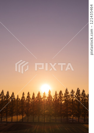 「埼玉縣」美麗的水杉與夕陽 「埼玉縣」美麗的水杉與夕陽 121435464