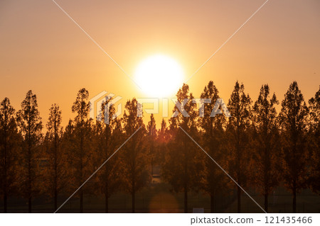 「埼玉縣」美麗的水杉與夕陽 「埼玉縣」美麗的水杉與夕陽 121435466