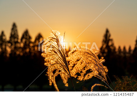 Dusk of autumn and Suzuki 121435487