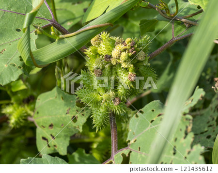 Cocklebur on the riverbed of the Yamato River 121435612