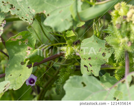 大和川河床上的 Onamomi 大和川河床上的 Onamomi 121435614