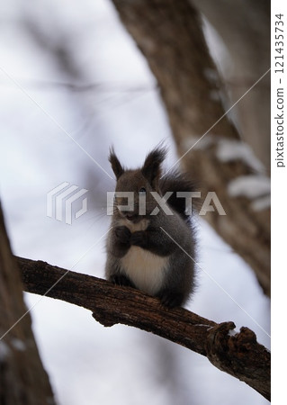 Hokkaido squirrel in early winter forest 121435734