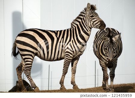 Two Grant's zebras 121435959