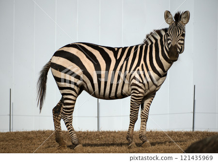 從側面看格蘭特的斑馬,注意這一點 從側面看格蘭特的斑馬,注意這一點 121435969