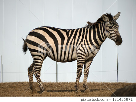 從側面看格蘭特斑馬 從側面看格蘭特斑馬 121435971