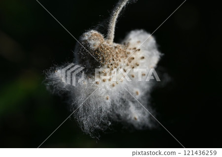 Japanese anemone fluff and seeds 121436259