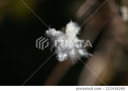 Japanese anemone fluff and seeds 121436260