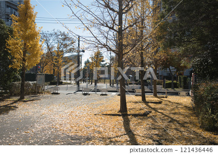 Ginkgo tree lined street in housing complex Ginkgo tree lined street in housing complex 121436446