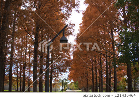 The autumn leaves of the metasequoia trees 121436464