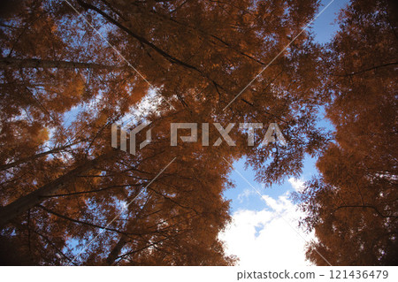Blue sky above Metasequoia trees 121436479