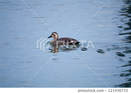 信濃川安城堤岸上的輕毛 信濃川安城堤岸上的輕毛 121436733