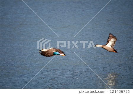 Karugamo on the Yasuragi Embankment of the Shinano River 121436735