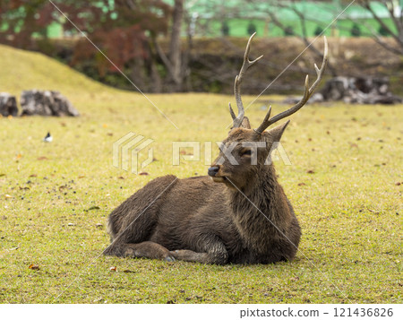 Stag resting on the grass 121436826
