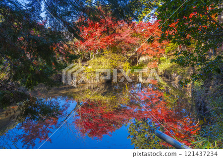 滿洲院弁天堂被秋葉覆蓋，秋葉倒映在弁天池中 121437234