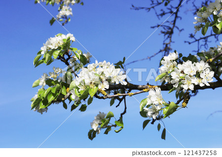 Photo of a white flowering branch. 121437258