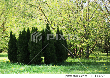 View of the city park with vegetation. 121437259