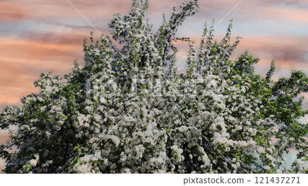 Blooming fruit tree against the red sky. 121437271