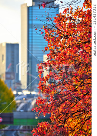 <Aichi Prefecture> Nagoya cityscape: Office district surrounded by autumn leaves 121437318