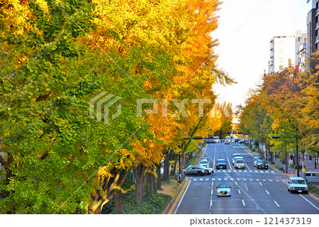 Aichi Prefecture: Nagoya cityscape: Wakamiya Odori in autumn: Autumn leaves on roadside trees 121437319