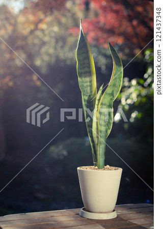 Sansevieria Laurentii (Tiger's Tail) Sansevieria Laurentii (Tiger's Tail) 121437348