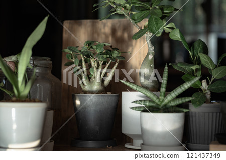 Arranging ornamental plants (Adenium arabicum) 121437349