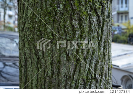 Closeup view of a tree trunk with green moss on the city sidewalk with parked cars and buildings in the background 121437584