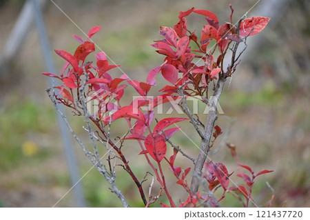 Blueberry autumn leaves Blueberry autumn leaves 121437720