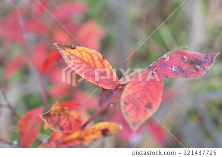 Blueberry autumn leaves Blueberry autumn leaves 121437725