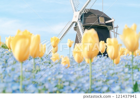 Windmill over tulip 121437941