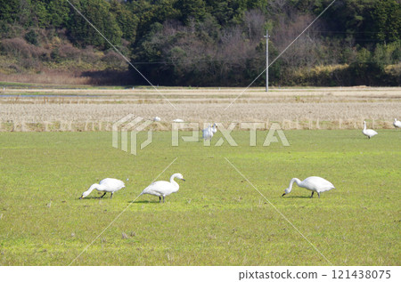 A flock of whooper swans active in a farm field during the off-season 121438075