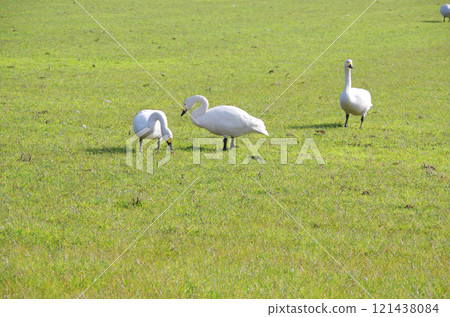 A flock of whooper swans active in a farm field during the off-season A flock of whooper swans active in a farm field during the off-season 121438084