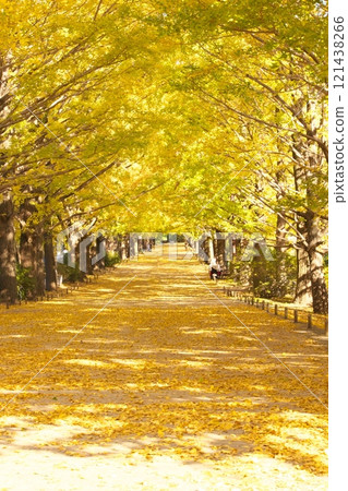 Ginkgo trees lined with yellow leaves 121438266