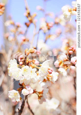 white plum blossom 121438387