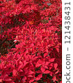 燃燒鮮紅色的 Enkianthus perulatus 121438431
