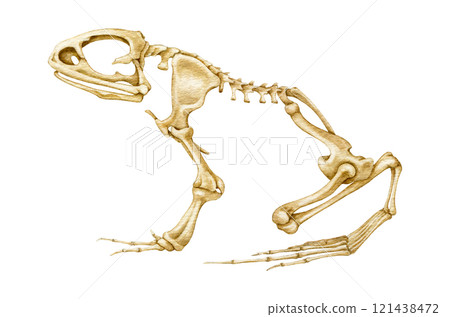 Frog skeleton realistic hand drawn detailed illustration. Amphibia inner anatomy structure for zoology study. Anatomy of a frog with detailed bones science image isolated on white background Frog skeleton realistic hand drawn detailed illustration. Amphibia inner anatomy structure for zoology study. Anatomy of a frog with detailed bones science image isolated on white background 121438472
