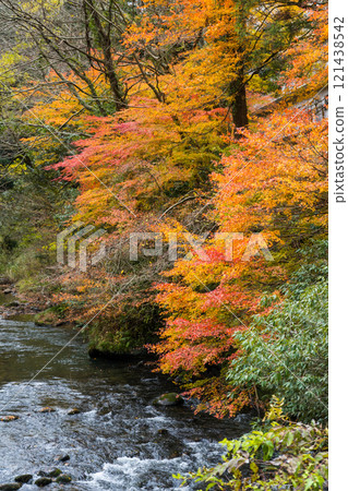Yamanaka Onsen's tourist attraction "Kakusenkei" | Autumn leaves image | Tourism image | November photo | Kaga City, Ishikawa Prefecture Yamanaka Onsen's tourist attraction "Kakusenkei" | Autumn leaves image | Tourism image | November photo | Kaga City, Ishikawa Prefecture 121438542