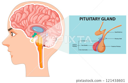 Human Brain and Pituitary Gland Illustration Human Brain and Pituitary Gland Illustration 121438601