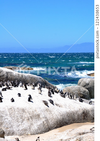 南非博爾德的海灘企鵝 南非博爾德的海灘企鵝 121438653