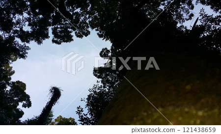 View of a shot tree in the forest 121438659