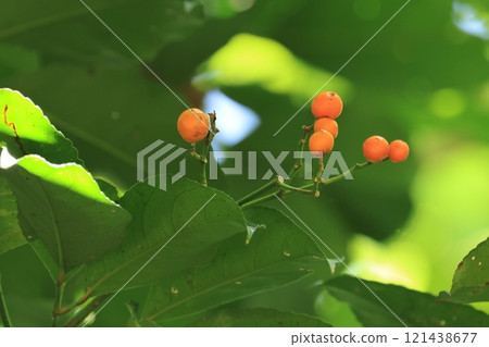 Nature Plants: The benjamina japonica, fruits in autumn. Red fruits about one centimeter in size, in the forests of Okinawa Island. 121438677