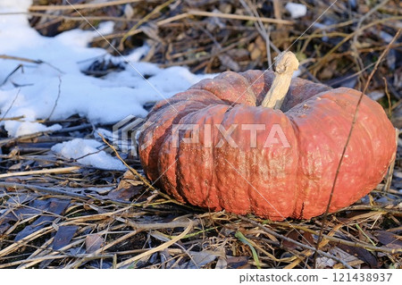 A decorative and beautiful bright orange pumpkin lying on dry grass and branches, with freshly fallen snow next to it, illuminated by sunlight. An autumn-winter concept. 121438937