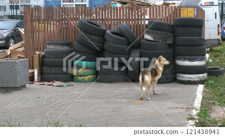 A dog stands beside a large stack of used tires, set in an urban environment, conveying a sense of neglect A dog stands beside a large stack of used tires, set in an urban environment, conveying a sense of neglect 121438941