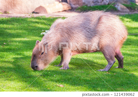 A large capybara walks on the green grass in the park A large capybara walks on the green grass in the park 121439062