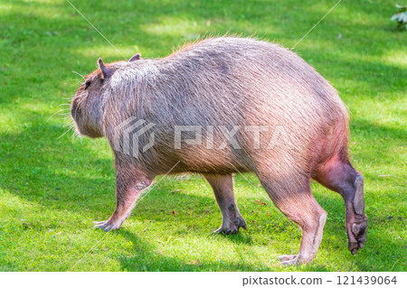 A large capybara lies on the green grass in the park A large capybara lies on the green grass in the park 121439064