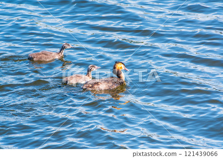 The waterfowl bird, great crested grebe with chick, swimming in the lake. 121439066